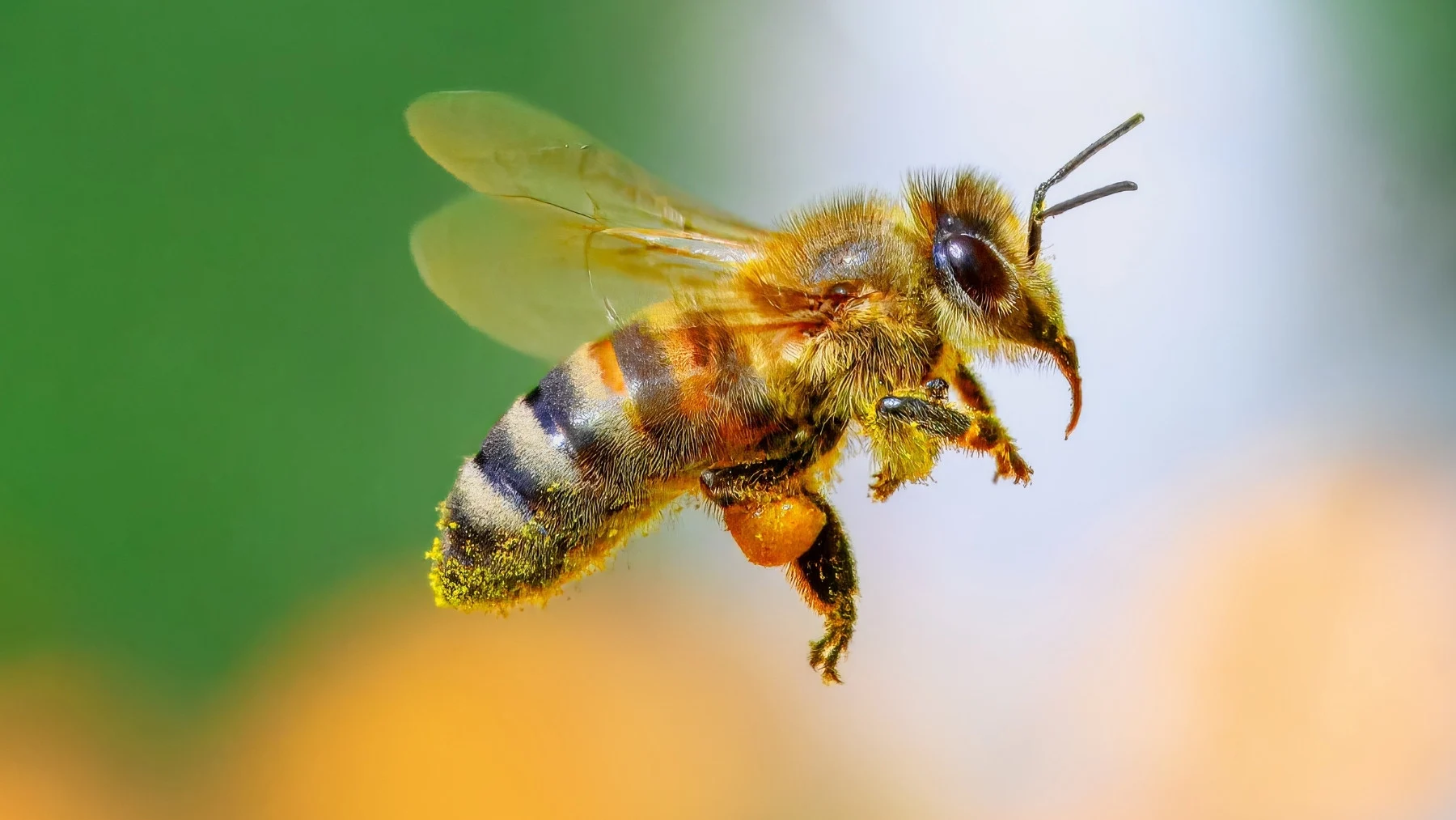 Las abejas sin aguijón consiguen derechos legales en Perú Las abejas sin aguijón consiguen derechos legales en Perú