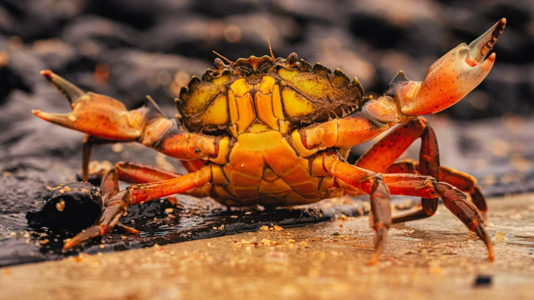 cangrejo rojo en castilla y león: la invasión que nadie pidió cangrejo rojo en castilla y león: la invasión que nadie pidió