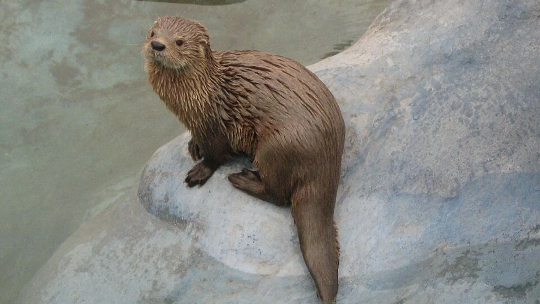 La nutria marina más pequeña del mundo regresa a casa después de 7 años La nutria marina más pequeña del mundo regresa a casa después de 7 años