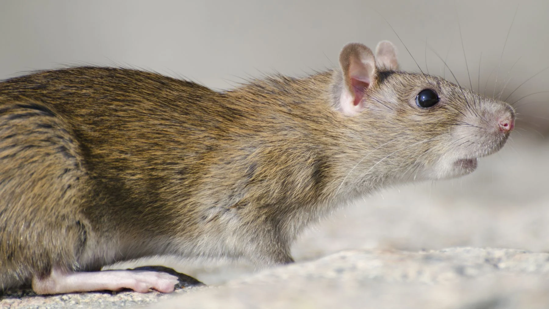 cómo científicos británicos crean vídeos con la mente de ratones cómo científicos británicos crean vídeos con la mente de ratones
