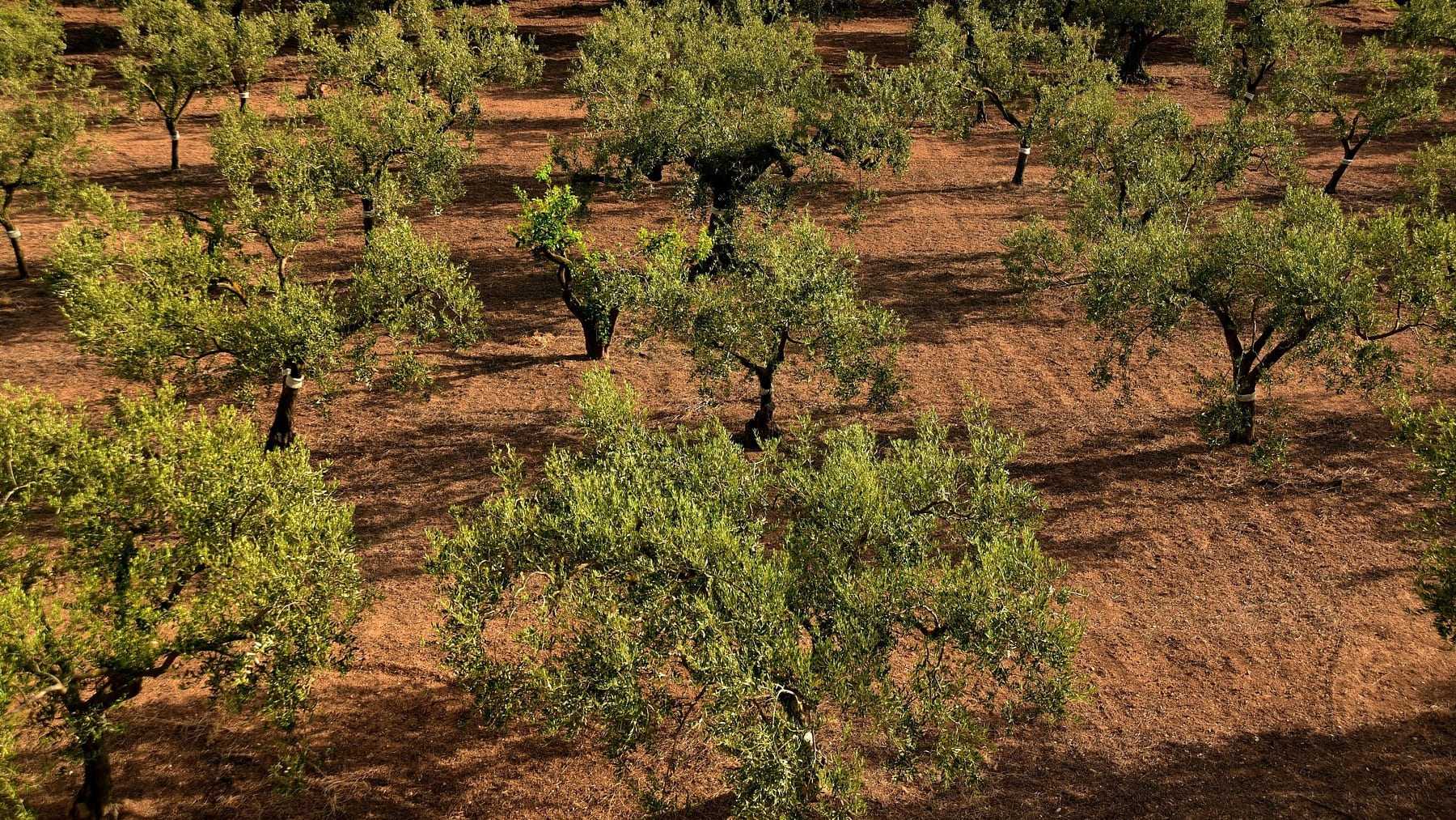 algodoncillo arrasa hasta el 60% de los olivares de Jaén y amenaza a miles de familias algodoncillo arrasa hasta el 60% de los olivares de Jaén y amenaza a miles de familias