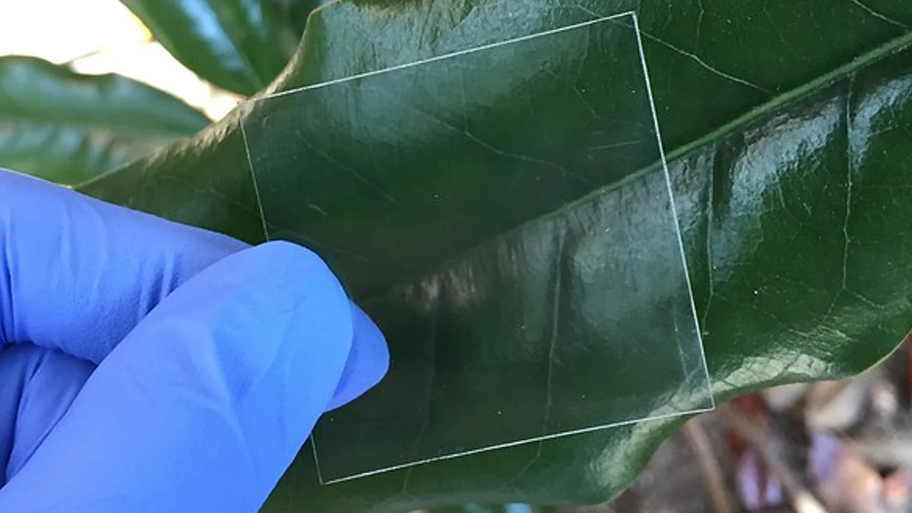 Crean madera transparente con química para revolucionar la construcción Crean madera transparente con química para revolucionar la construcción