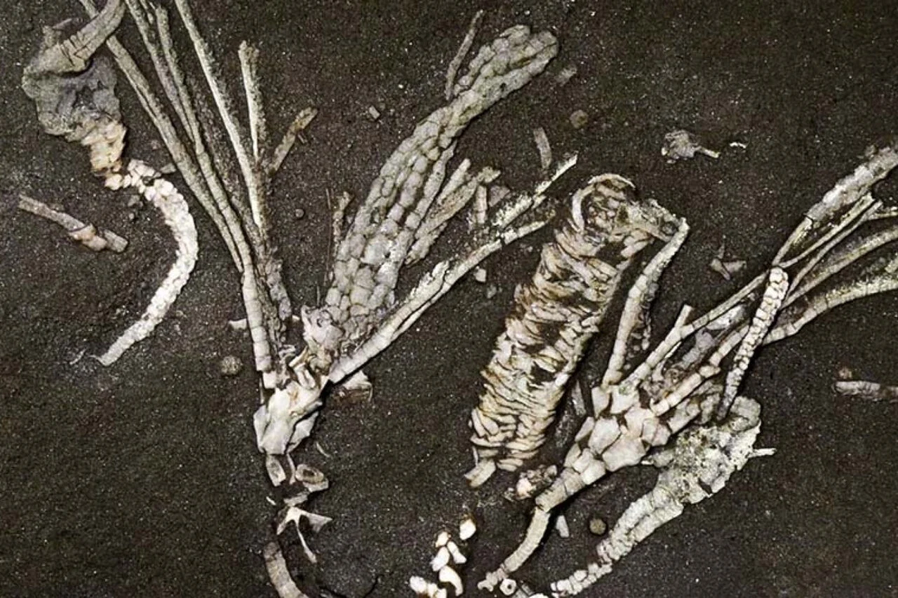 descubren un fósil de crinoides con tejido blando de 450 millones de años descubren un fósil de crinoides con tejido blando de 450 millones de años