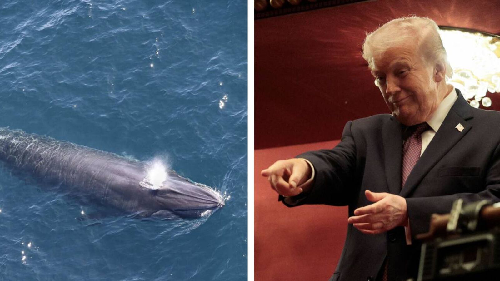ballena Rice frena planes petroleros de Trump ballena Rice frena planes petroleros de Trump