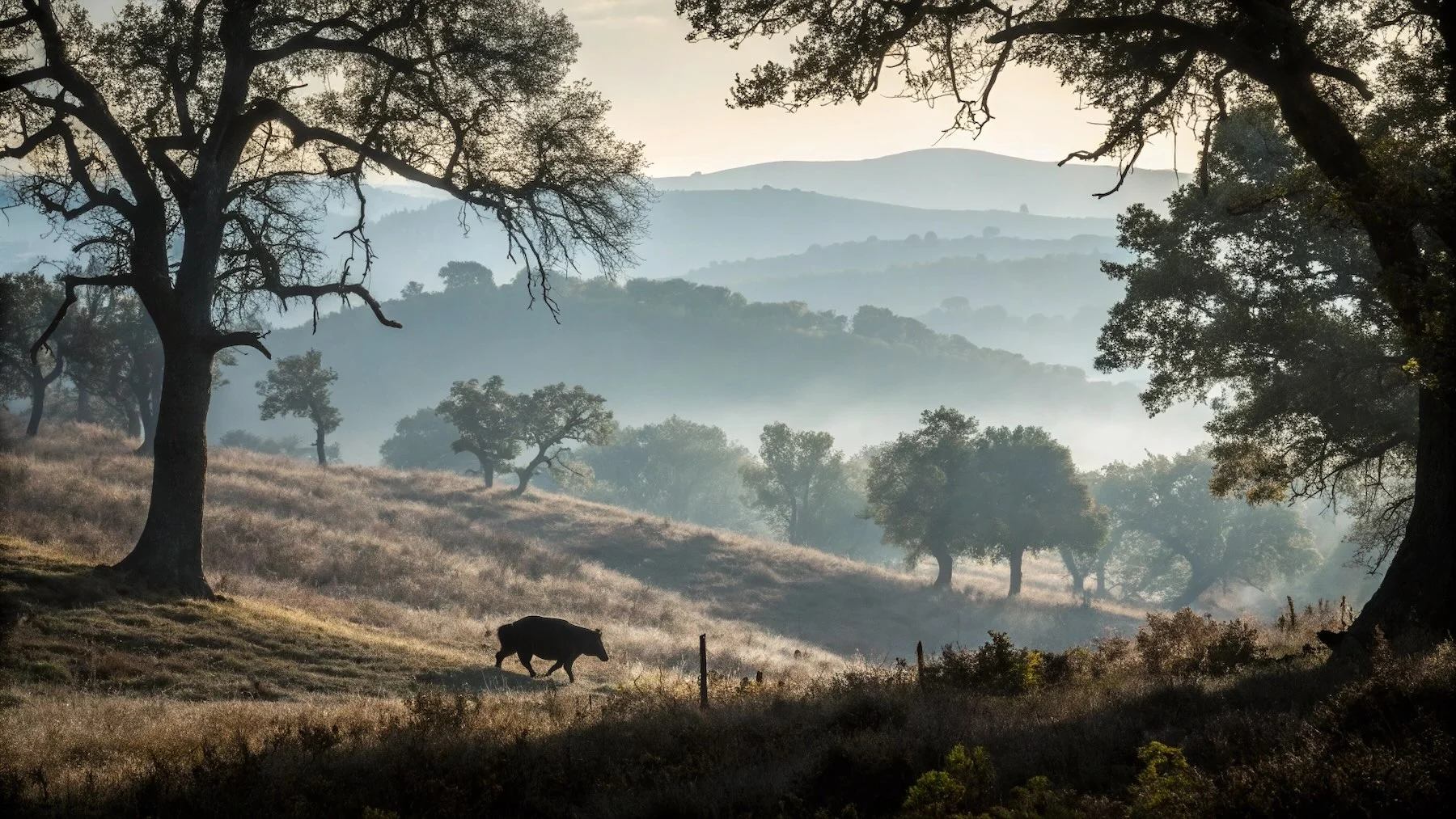 jabalíes invasores: la amenaza que está arruinando España jabalíes invasores: la amenaza que está arruinando España