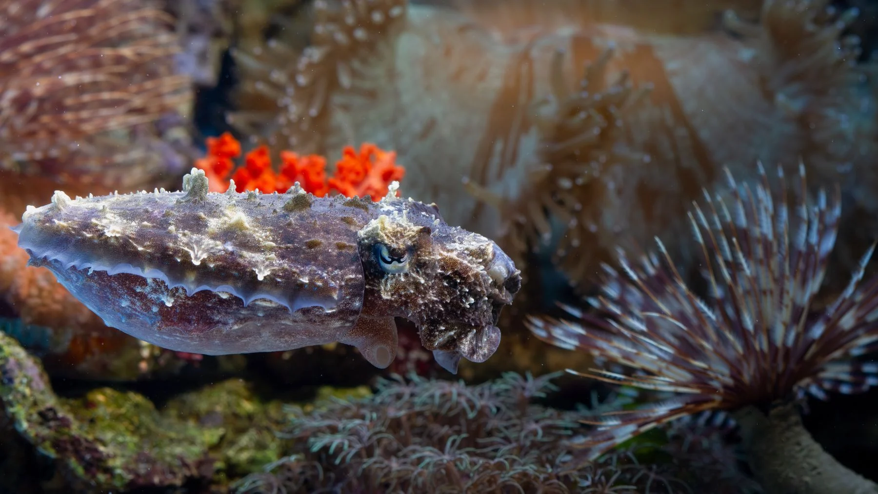 Hallan el coral más grande del mundo en las Islas Salomón Hallan el coral más grande del mundo en las Islas Salomón