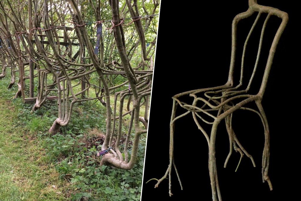 pareja planta sillas en un huerto y las vende por fortuna pareja planta sillas en un huerto y las vende por fortuna