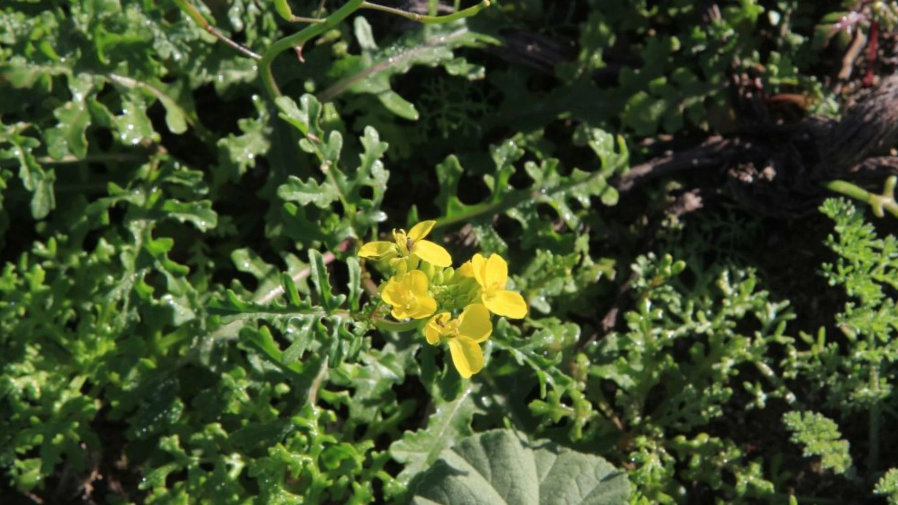 el jaramago de Alborán, una planta en peligro de extinción en una isla española el jaramago de Alborán, una planta en peligro de extinción en una isla española