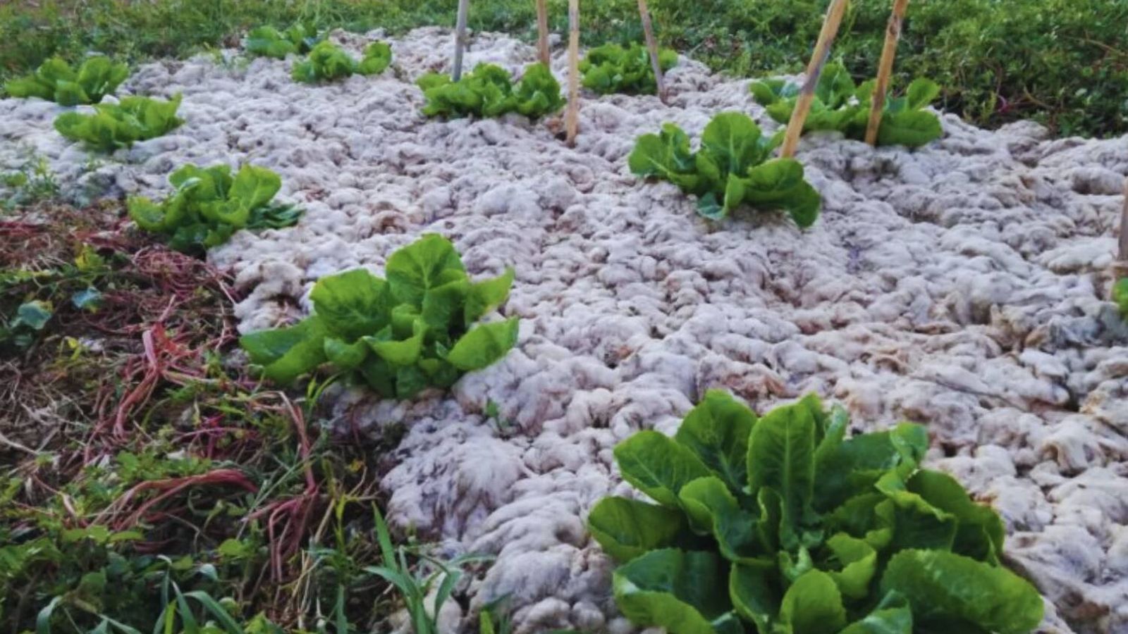 Australia usa lana de oveja para salvar sus suelos agrícolas Australia usa lana de oveja para salvar sus suelos agrícolas