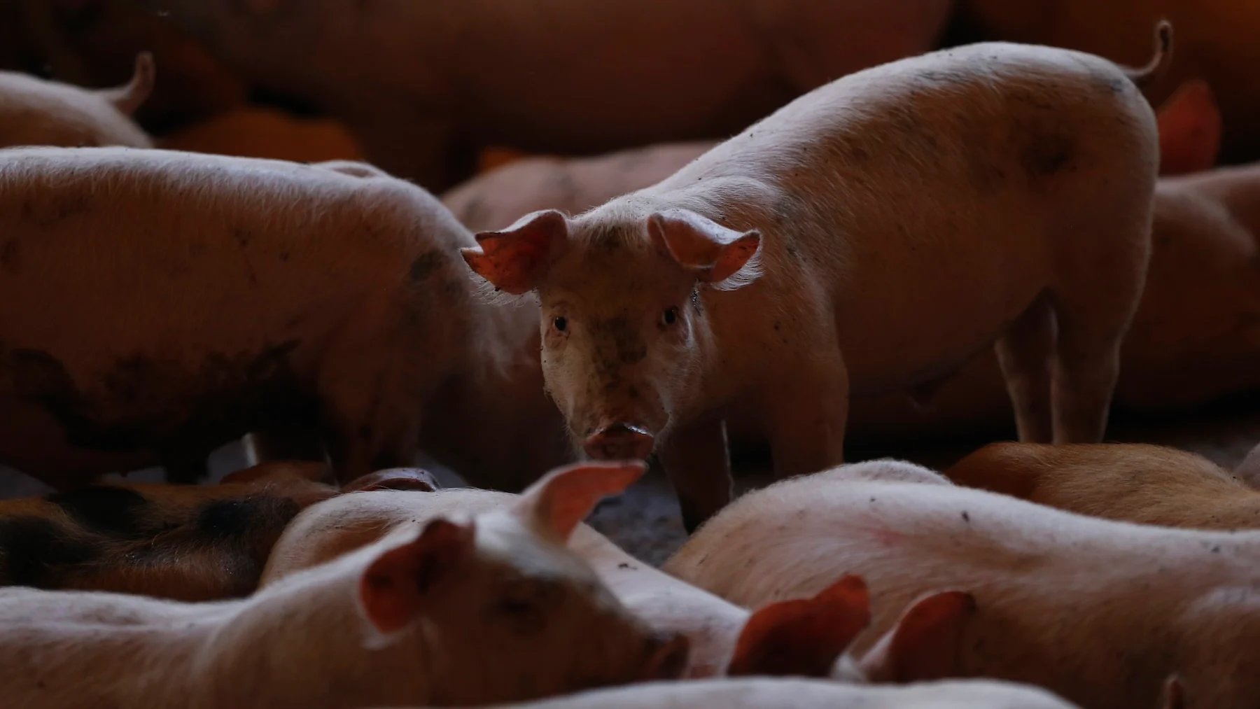 gotas oculares con semen de cerdo que pueden curar el cáncer ocular gotas oculares con semen de cerdo que pueden curar el cáncer ocular
