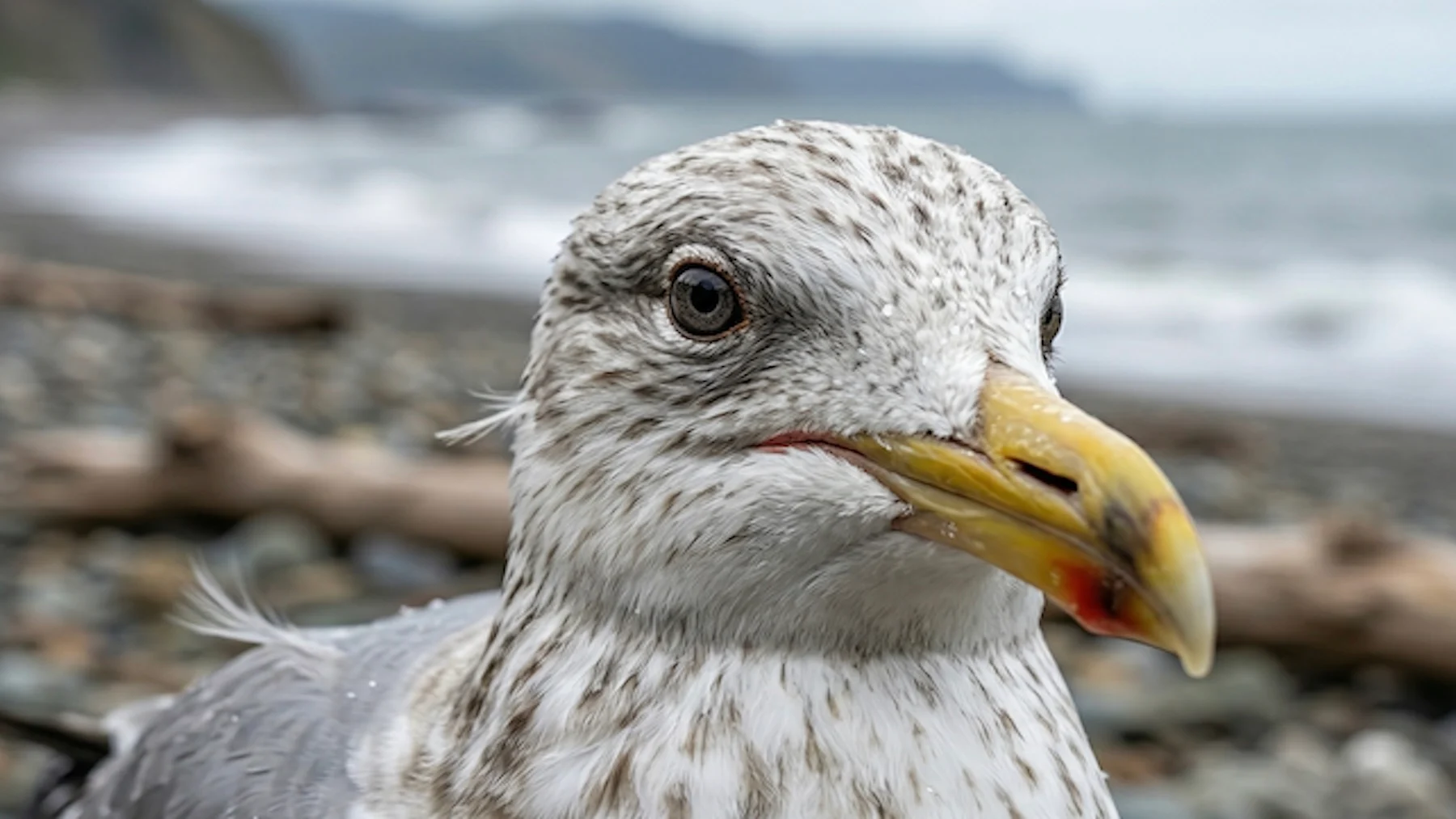 gaviotas de doñana: roban comida y tragan plástico sin saberlo gaviotas de doñana: roban comida y tragan plástico sin saberlo