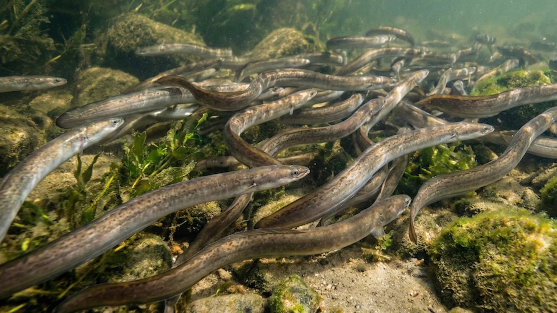 por qué los pescadores se enfrentan a la prohibición de la anguila por qué los pescadores se enfrentan a la prohibición de la anguila