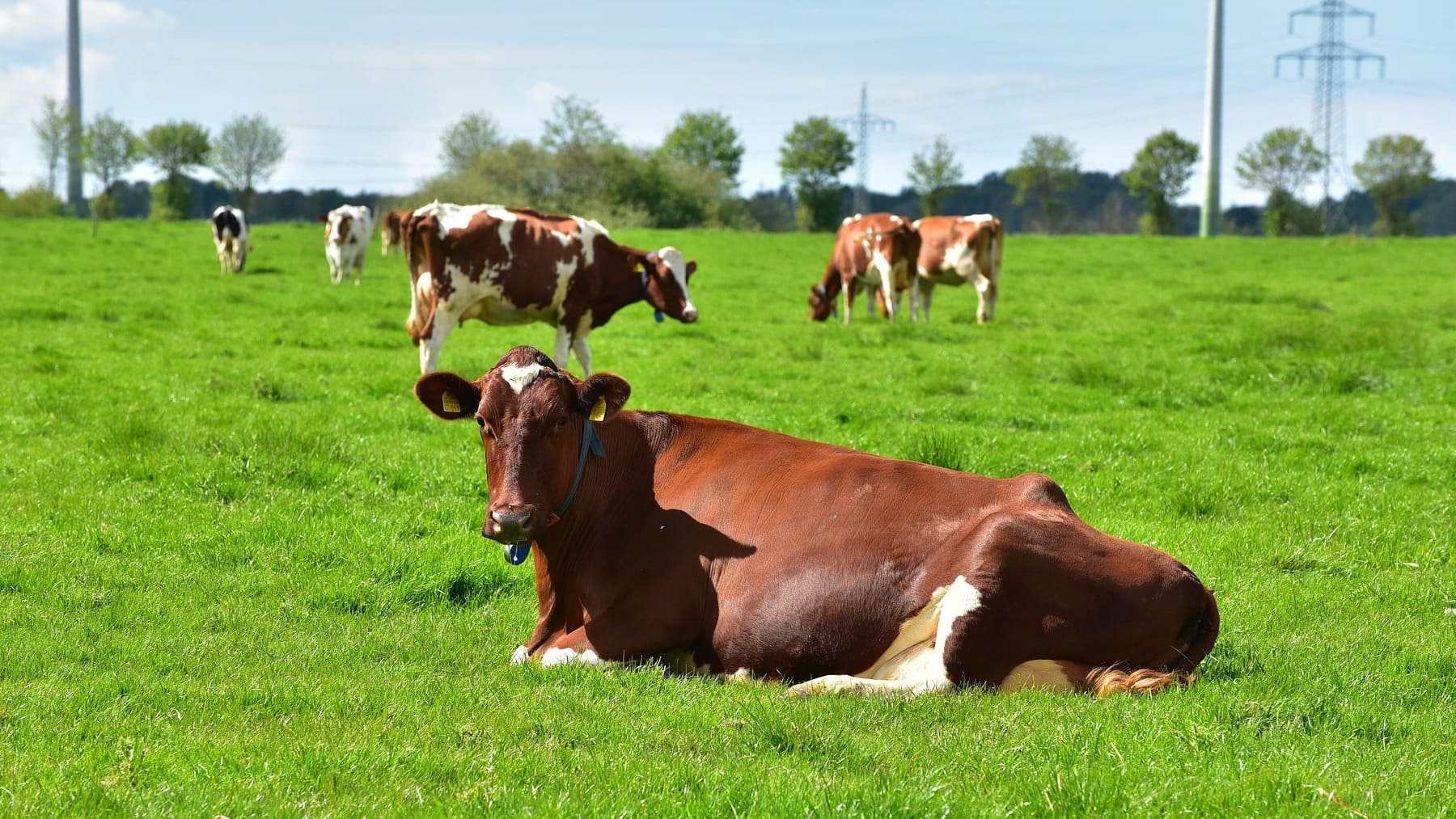 Uruguay usa la IA para evitar la plaga del barrenador en la ganadería Uruguay usa la IA para evitar la plaga del barrenador en la ganadería