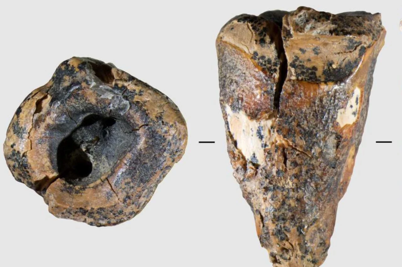 el dentista neandertal: cómo trataban las caries hace 60 000 años el dentista neandertal: cómo trataban las caries hace 60 000 años