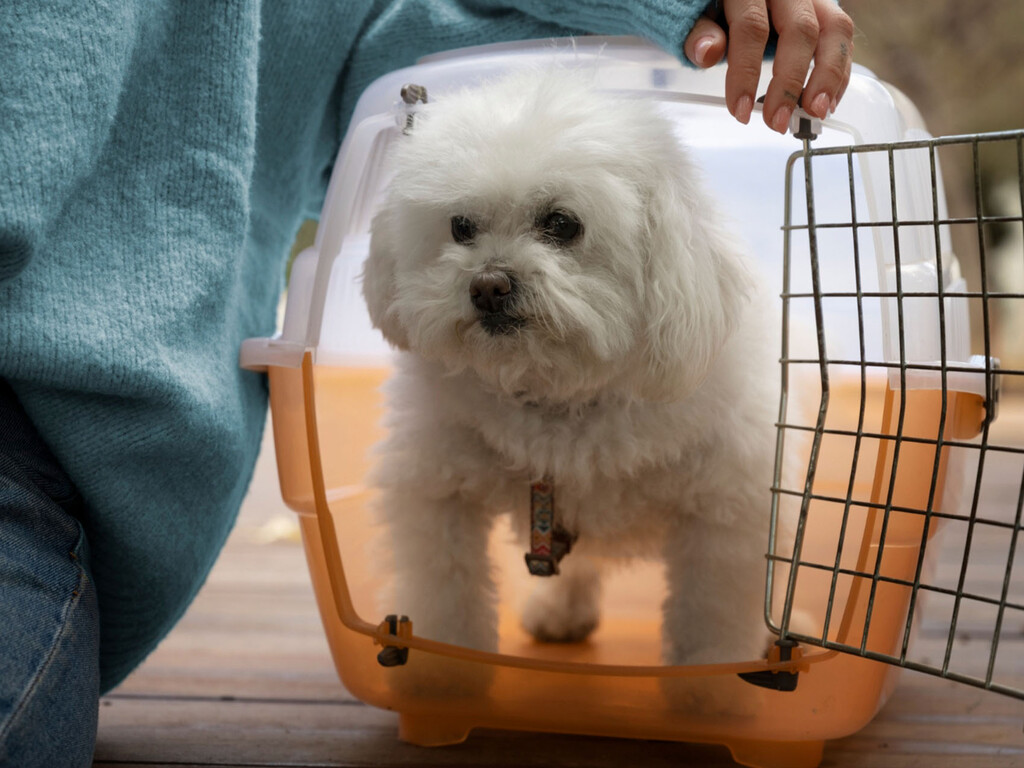 pasaporte europeo para mascotas: qué es y por qué no puedes llevar más de cinco animales pasaporte europeo para mascotas: qué es y por qué no puedes llevar más de cinco animales