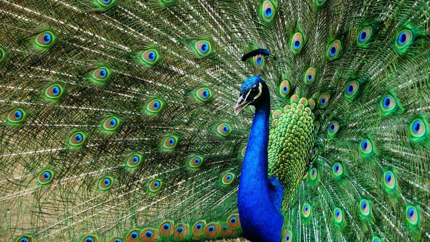 pavos reales pueden emitir luz láser con sus plumas pavos reales pueden emitir luz láser con sus plumas
