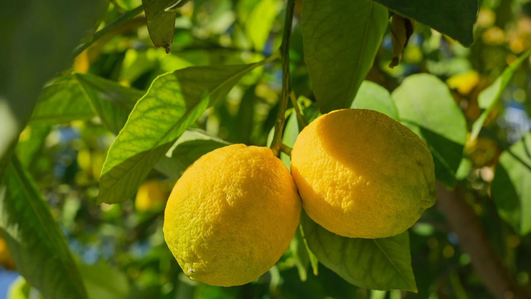 descubre el limonero enano que da limones todo el año en tu balcón descubre el limonero enano que da limones todo el año en tu balcón