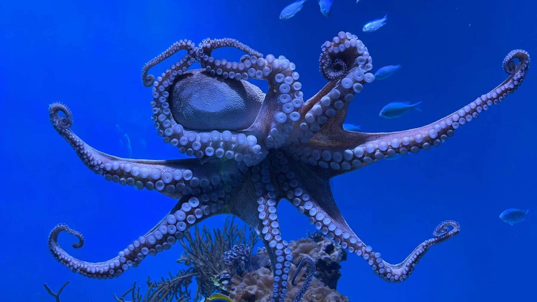 el pulpo puede ser tu próximo animal de compañía (y la ciencia lo respalda) el pulpo puede ser tu próximo animal de compañía (y la ciencia lo respalda)