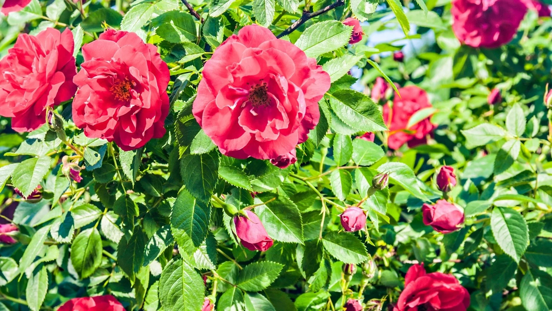 Cómo hacer que tu rosal en maceta florezca todo el año Cómo hacer que tu rosal en maceta florezca todo el año