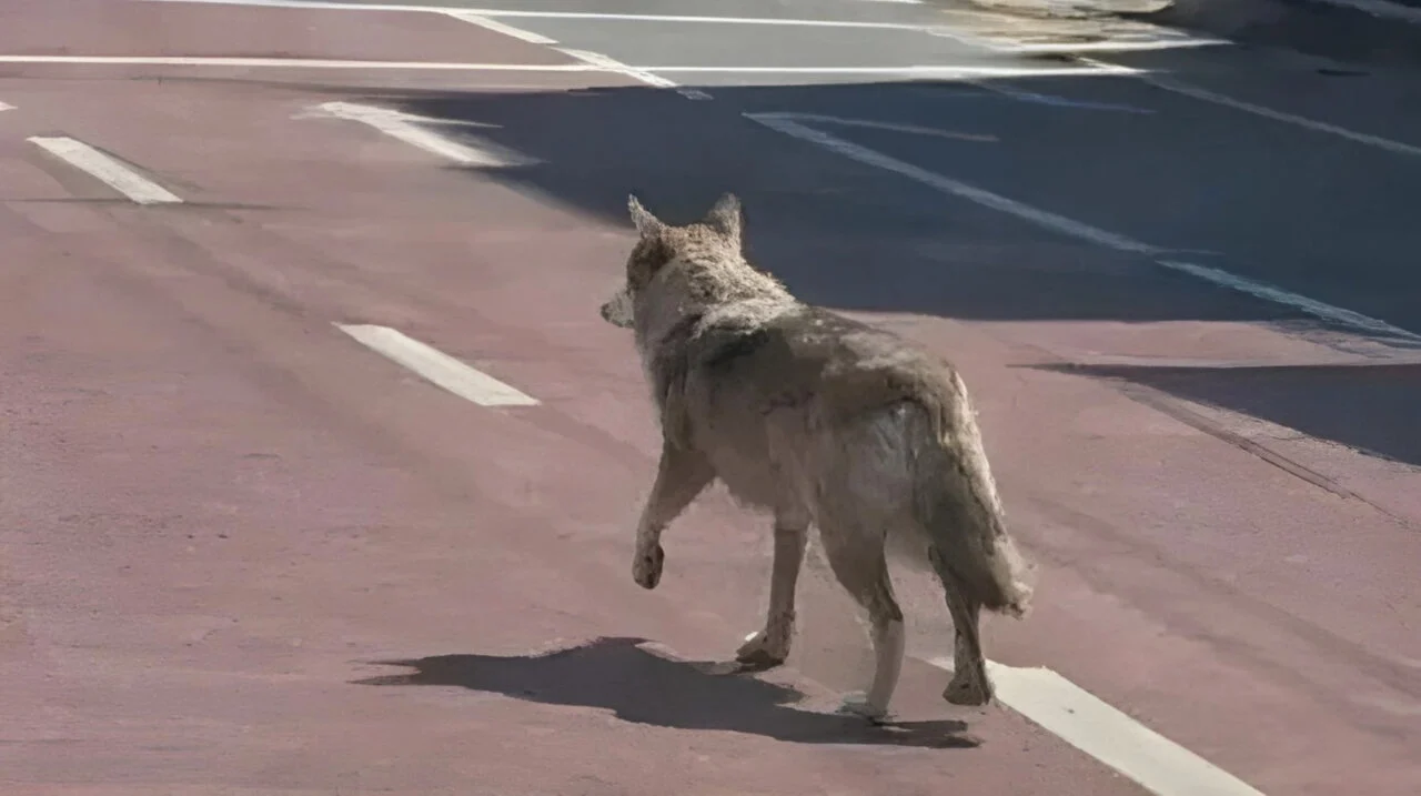 un hombre surcoreano podría ir a la cárcel por publicar una imagen de un lobo generada con inteligencia artificial un hombre surcoreano podría ir a la cárcel por publicar una imagen de un lobo generada con inteligencia artificial