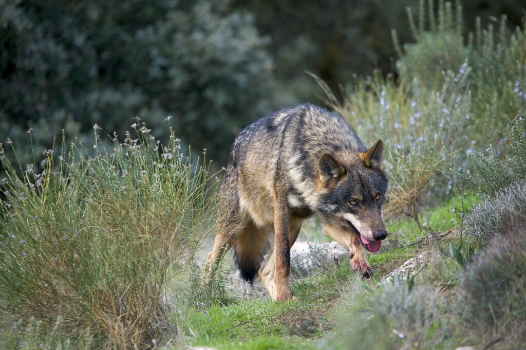 lobo ibérico: la batalla entre la conservación y los ganaderos lobo ibérico: la batalla entre la conservación y los ganaderos