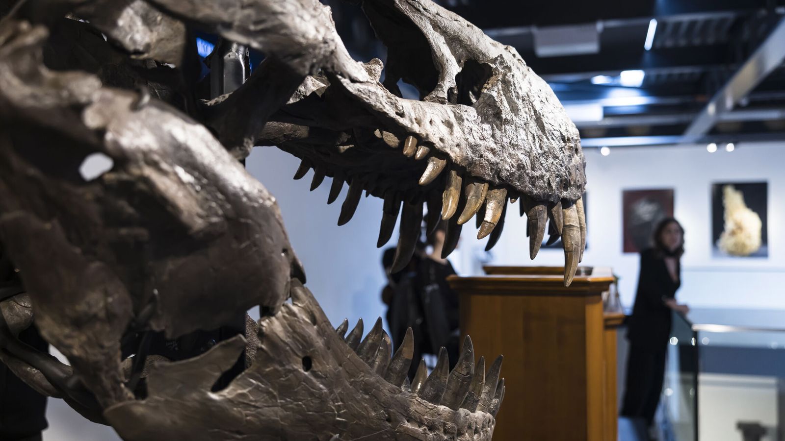 El T. rex no era el rey de los dinosaurios: nuevos fósiles revelan una comunidad de depredadores El T. rex no era el rey de los dinosaurios: nuevos fósiles revelan una comunidad de depredadores