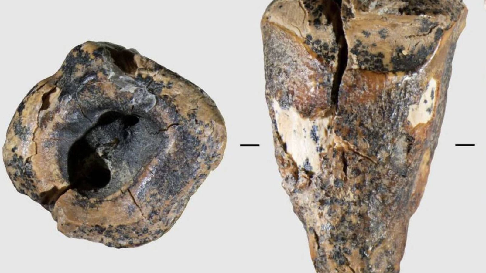 Un diente de 59.000 años muestra la odontología neandertal era de terror Un diente de 59.000 años muestra la odontología neandertal era de terror