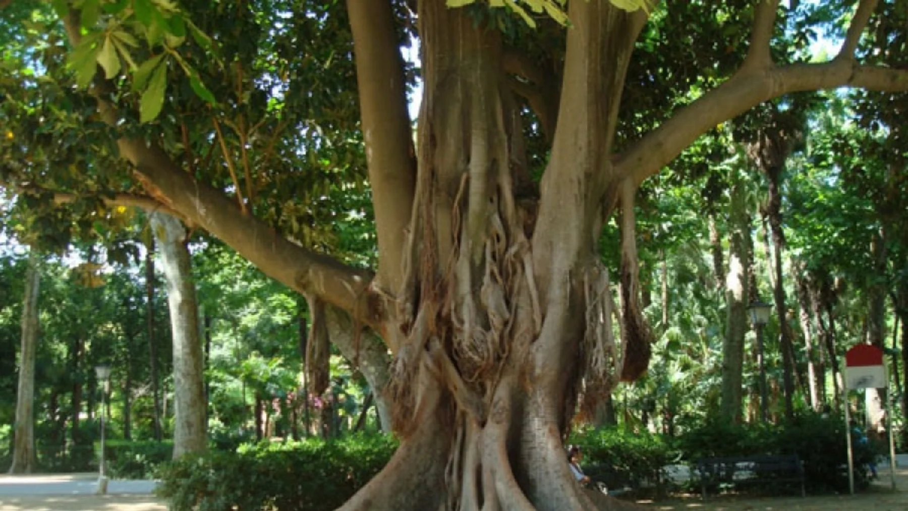 descubre el eucalipto del Gran Capitán, el árbol gigante de Sevilla descubre el eucalipto del Gran Capitán, el árbol gigante de Sevilla