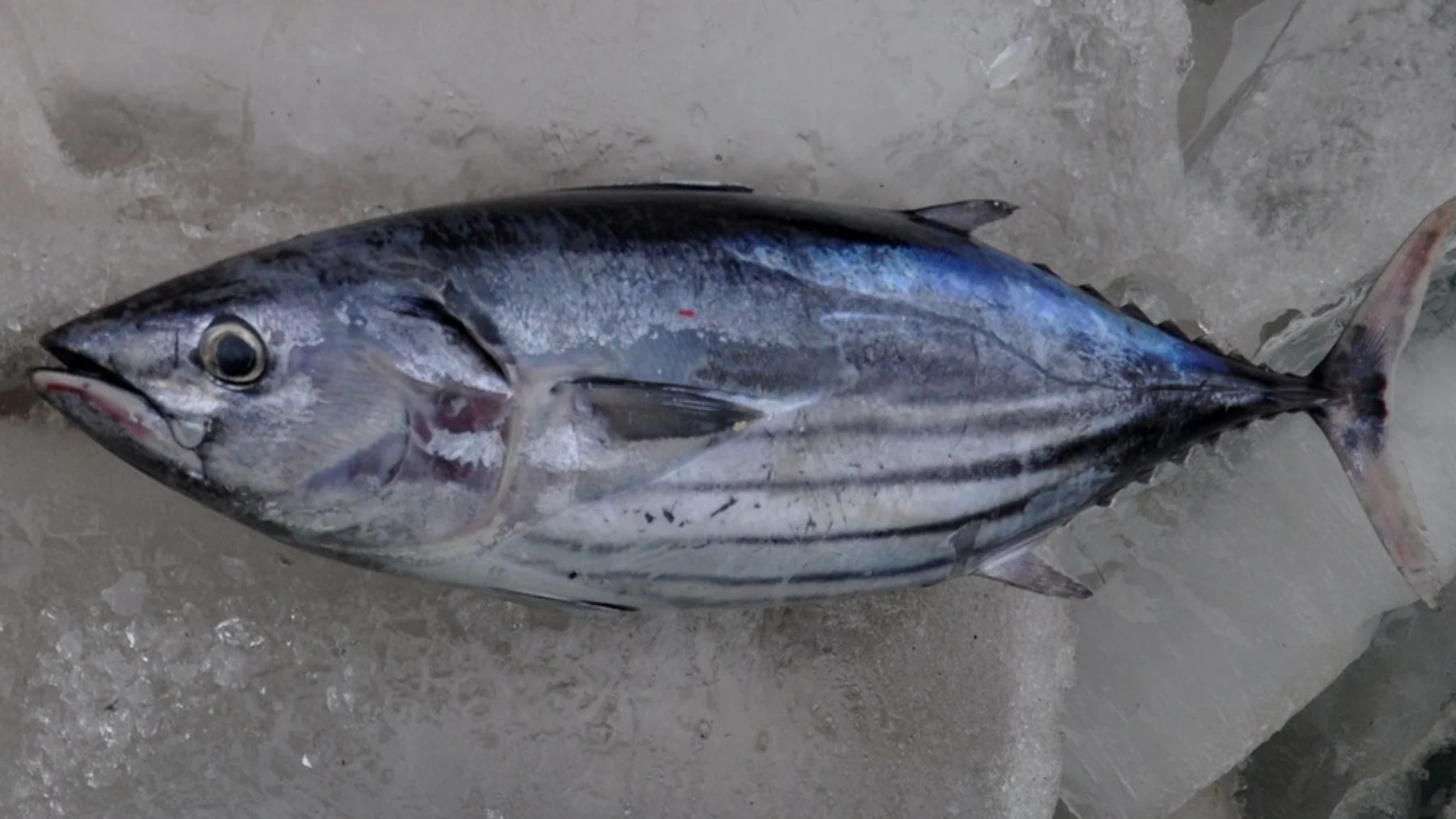 cómo la tecnología está cambiando la pesca del bonito en galicia cómo la tecnología está cambiando la pesca del bonito en galicia