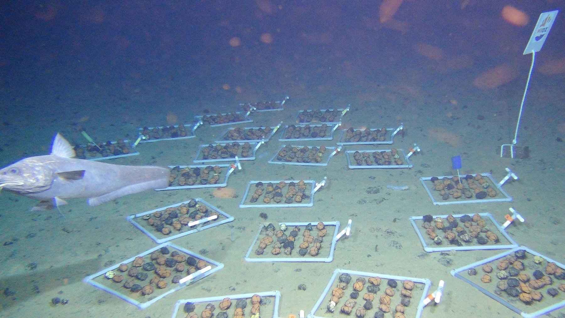 La minería bajo el mar: un impacto desconocido en la biodiversidad La minería bajo el mar: un impacto desconocido en la biodiversidad