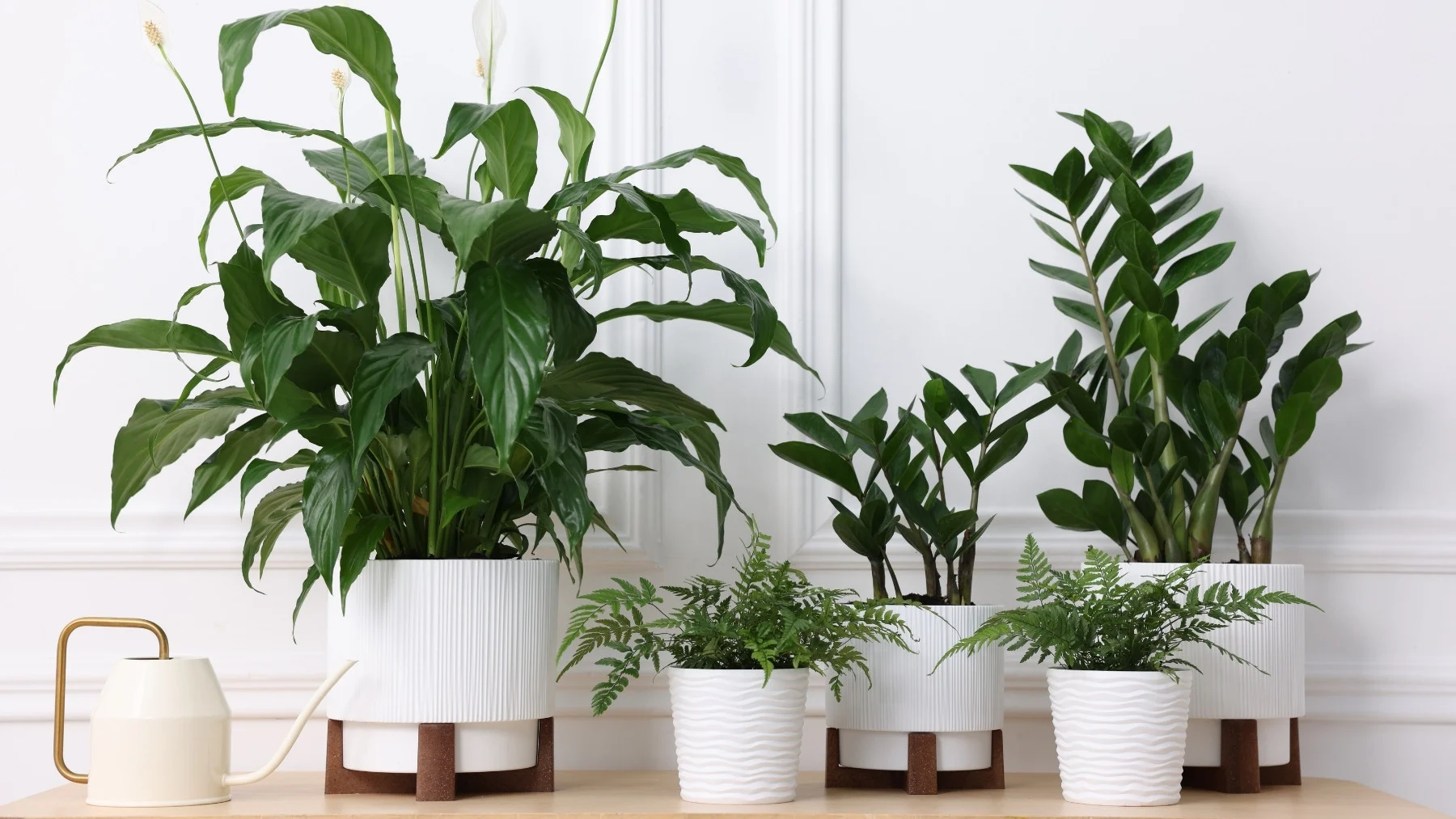 por qué se mueren las plantas de interior y cómo salvarlas del agua de más por qué se mueren las plantas de interior y cómo salvarlas del agua de más