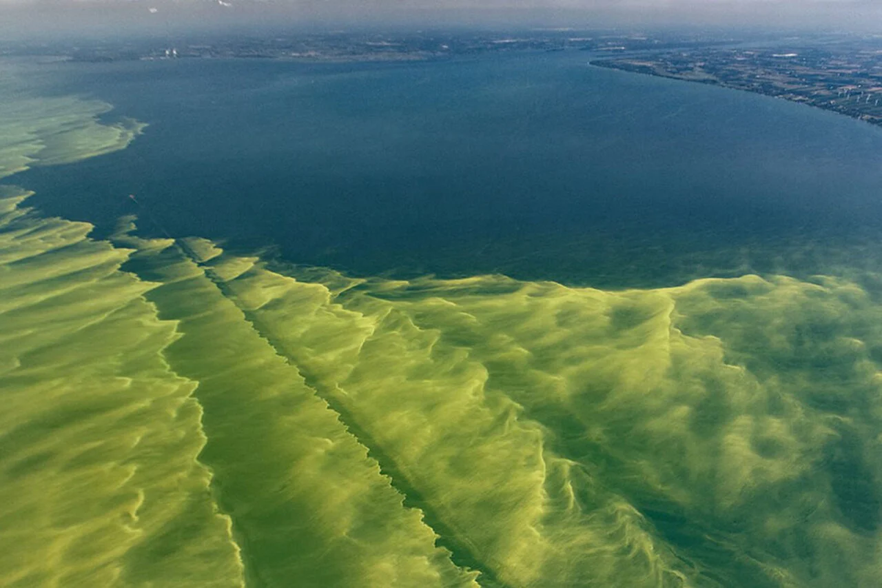 Un caldo tóxico giratorio pone en peligro al lago Erie Un caldo tóxico giratorio pone en peligro al lago Erie