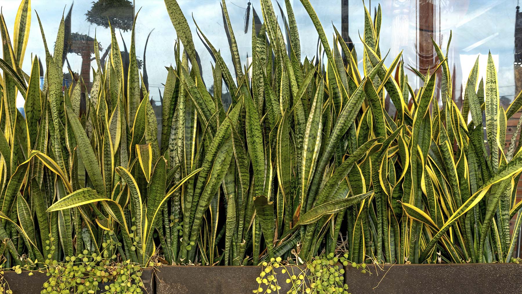la sansevieria, la planta ideal para mejorar el ambiente de tu balcón la sansevieria, la planta ideal para mejorar el ambiente de tu balcón