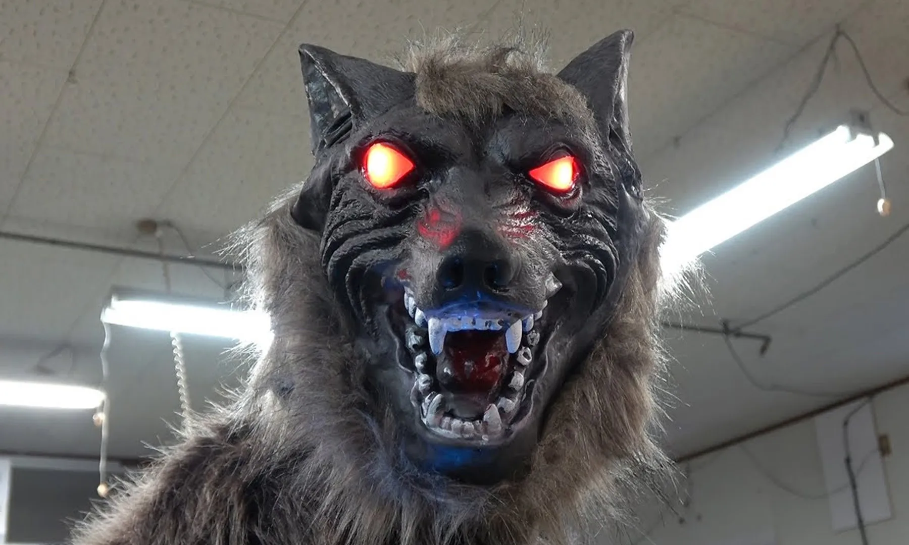 lobos robot que ahuyentan osos: la solución japonesa lobos robot que ahuyentan osos: la solución japonesa