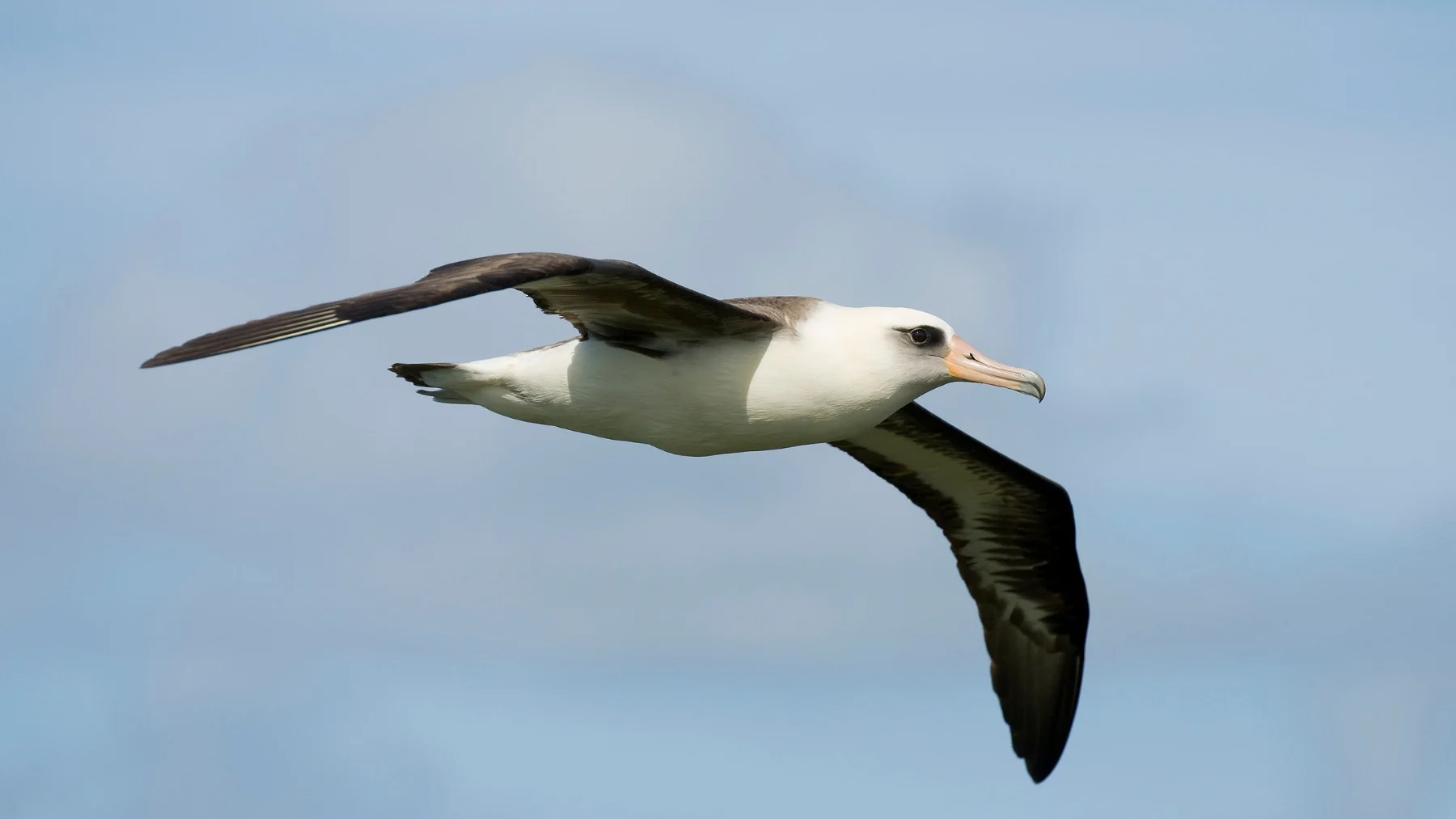wisdom, el albatros de 74 años, se convierte en la mamás más longeva del planeta wisdom, el albatros de 74 años, se convierte en la mamás más longeva del planeta