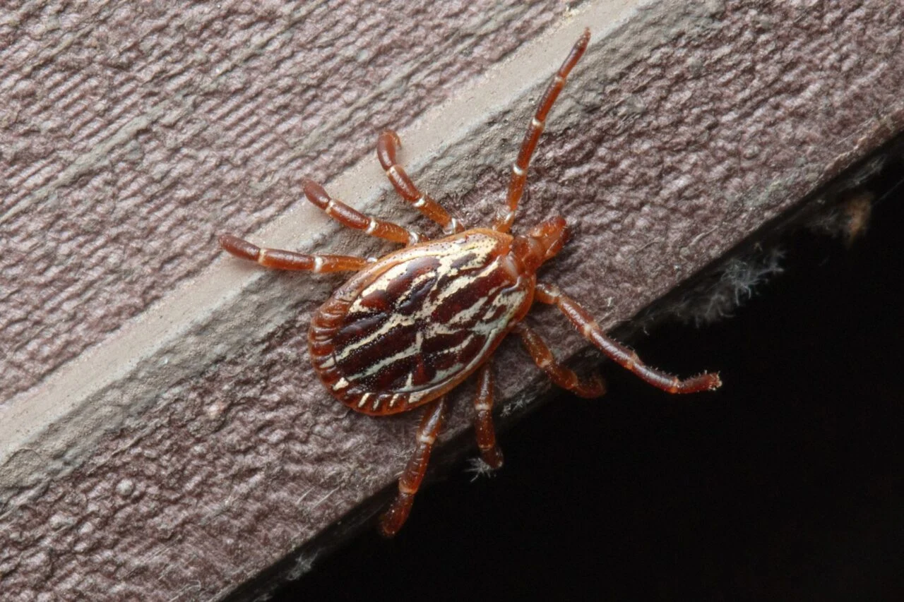 garrapatas pueden sobrevivir dentro de tu casa hasta un mes: descubre el riesgo oculto garrapatas pueden sobrevivir dentro de tu casa hasta un mes: descubre el riesgo oculto