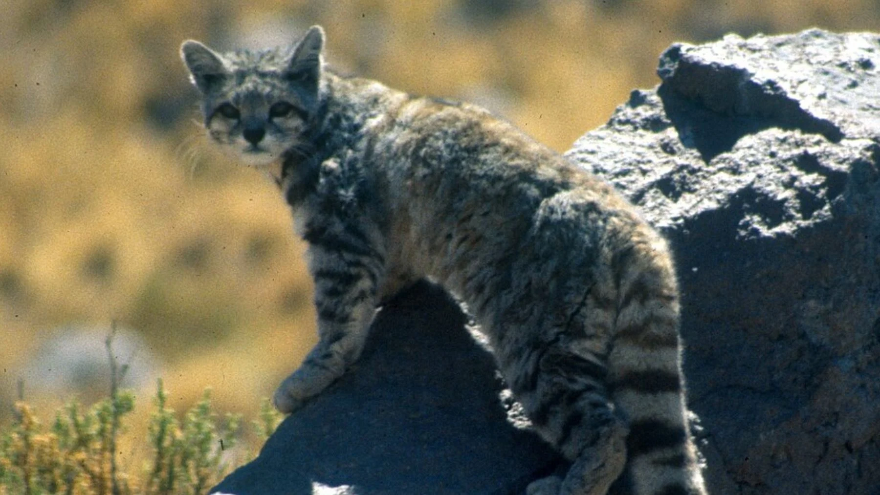 Hallan en Argentina al felino más amenazado de América, solo quedan 2.200 ejemplares Hallan en Argentina al felino más amenazado de América, solo quedan 2.200 ejemplares