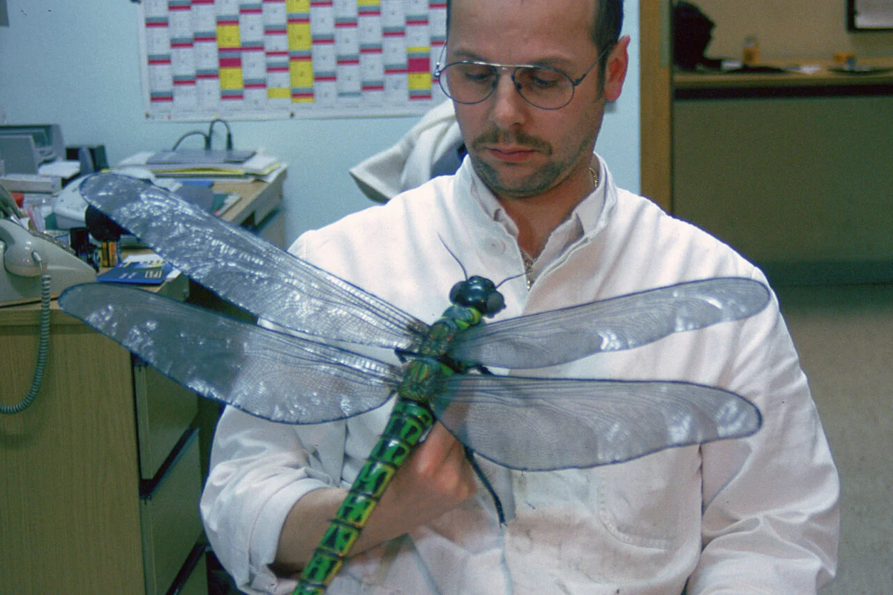 Insectos gigantes: ¿La teoría del oxígeno era un error? Insectos gigantes: ¿La teoría del oxígeno era un error?
