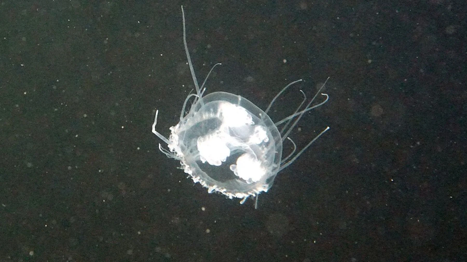 Hallan medusa asiática invasora con 400 tentáculos en lagos de Argentina Hallan medusa asiática invasora con 400 tentáculos en lagos de Argentina