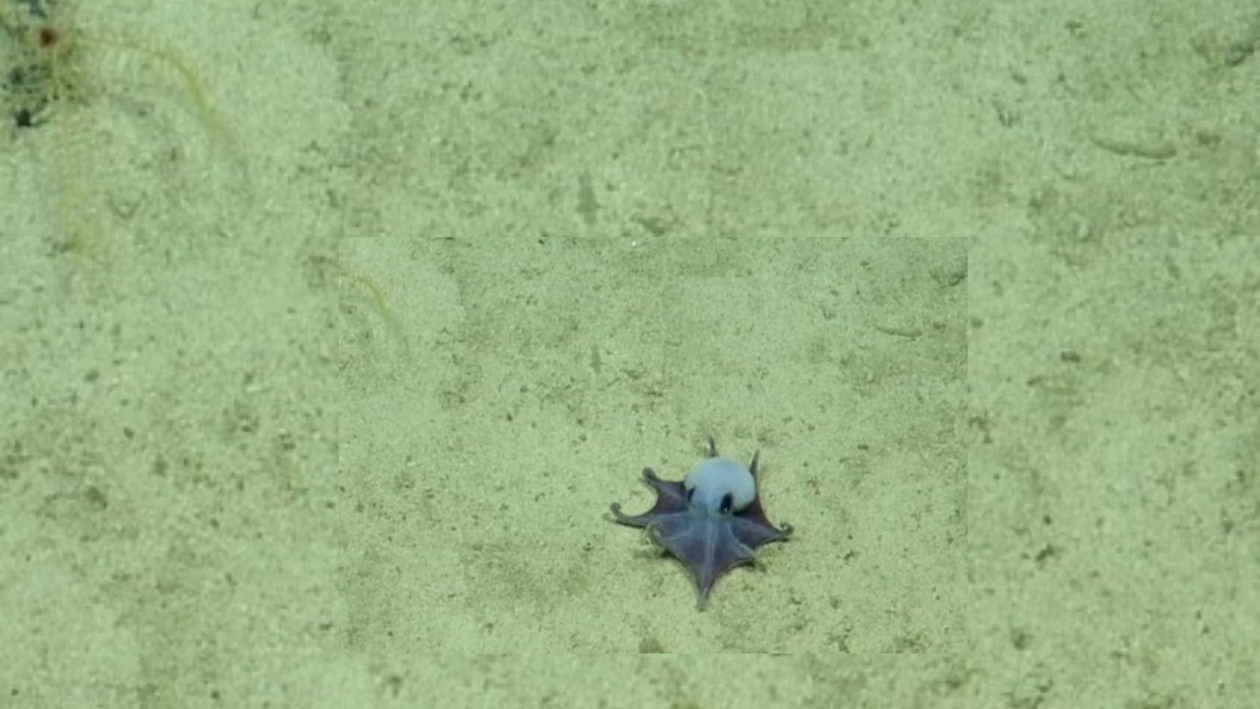 Descubren un nuevo animal azul a 1773 metros de profundidad Descubren un nuevo animal azul a 1773 metros de profundidad