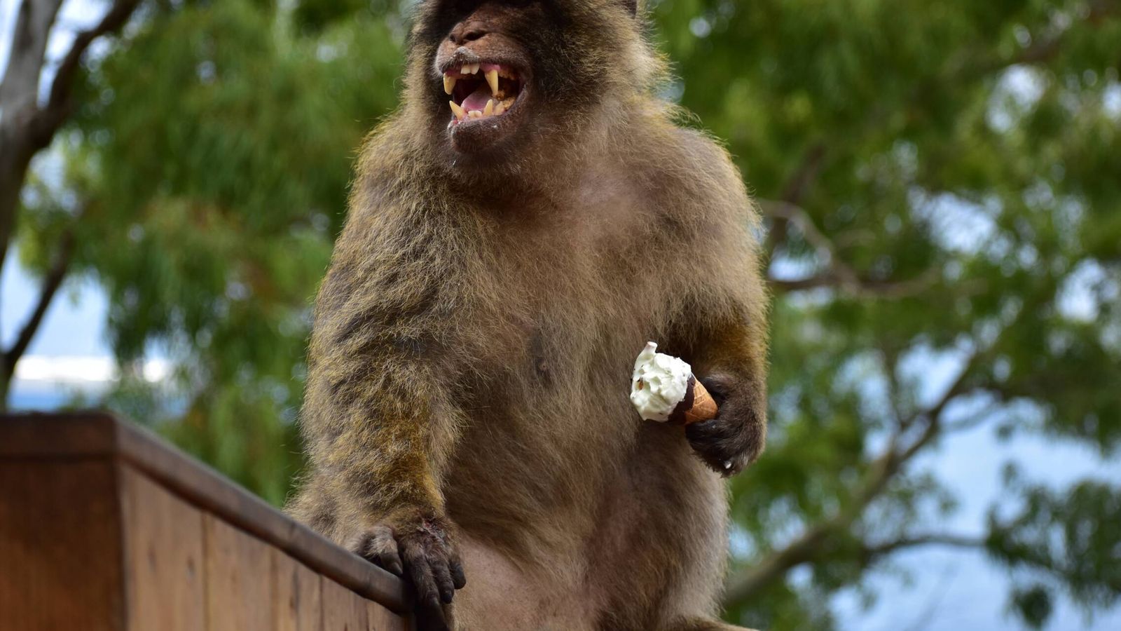 ¿Por qué los monos de Gibraltar comen tierra? la respuesta natural al fast‑food ¿Por qué los monos de Gibraltar comen tierra? la respuesta natural al fast‑food