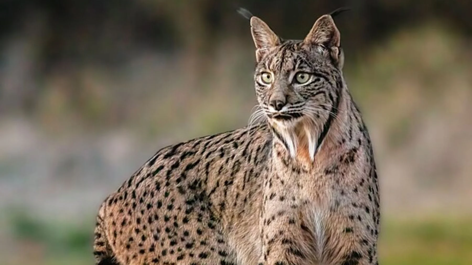 el lince ibérico está cambiando los bosques: descubre cómo el lince ibérico está cambiando los bosques: descubre cómo
