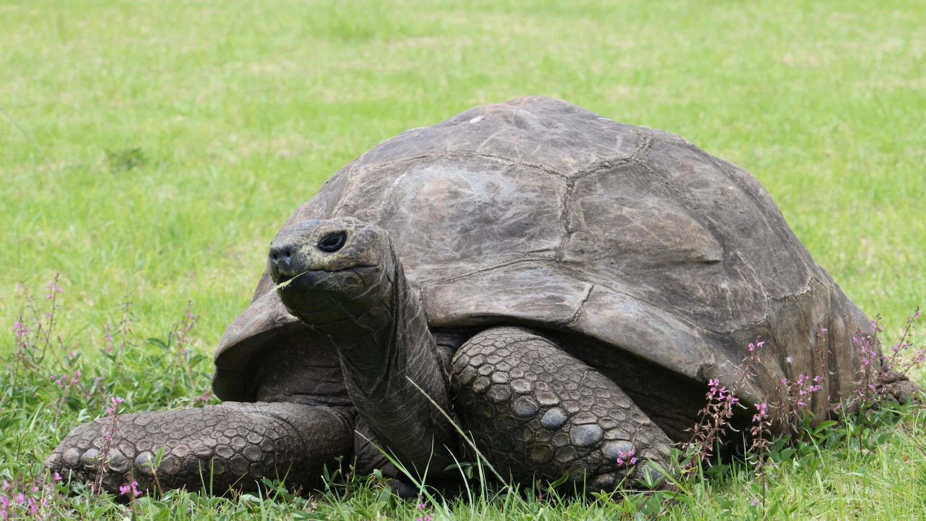 tortuga más vieja del mundo: 193 años y un bulo de muerte tortuga más vieja del mundo: 193 años y un bulo de muerte