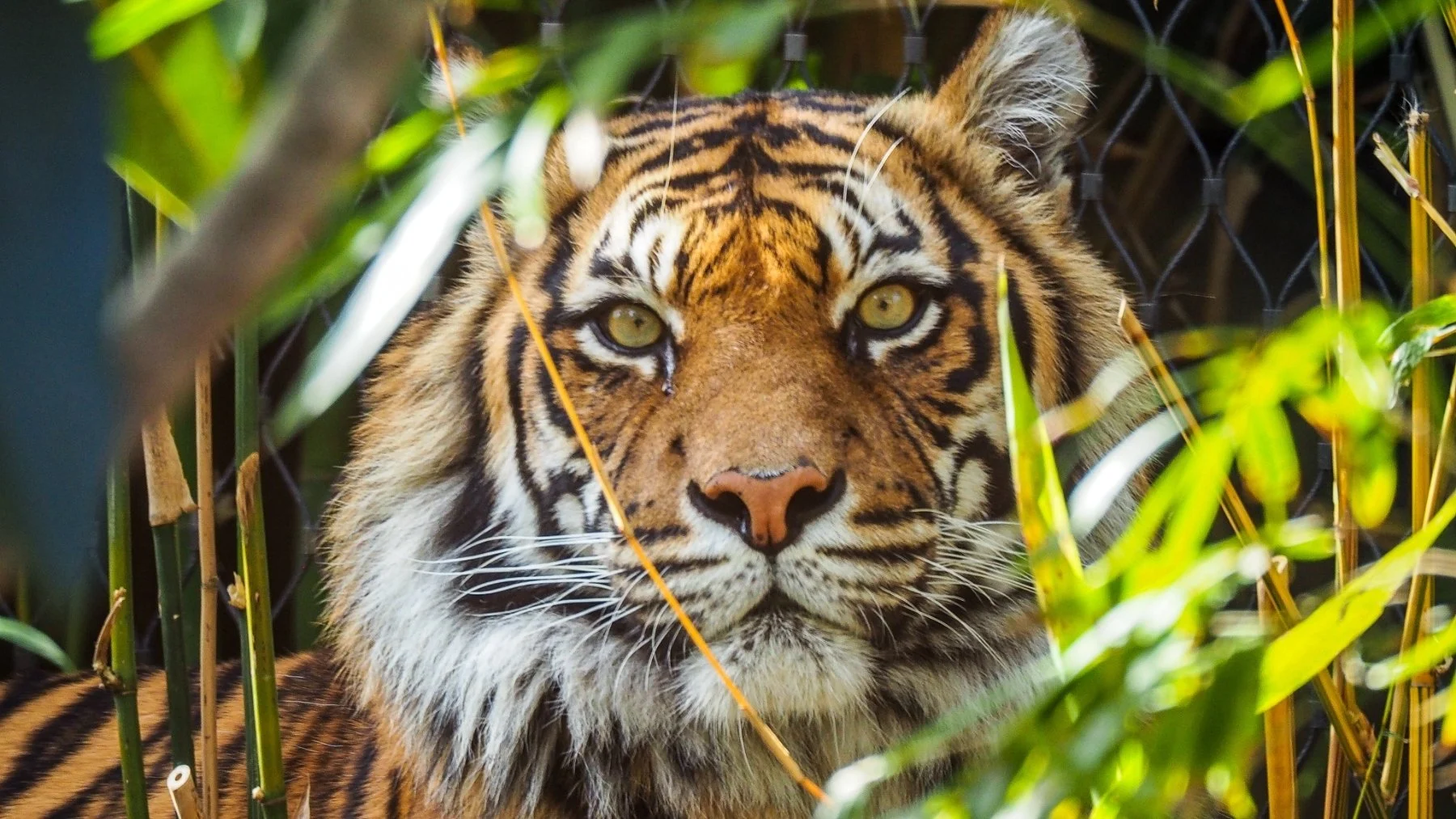 El último tigre de circo en Portugal abandona la jaula después de 16 años El último tigre de circo en Portugal abandona la jaula después de 16 años
