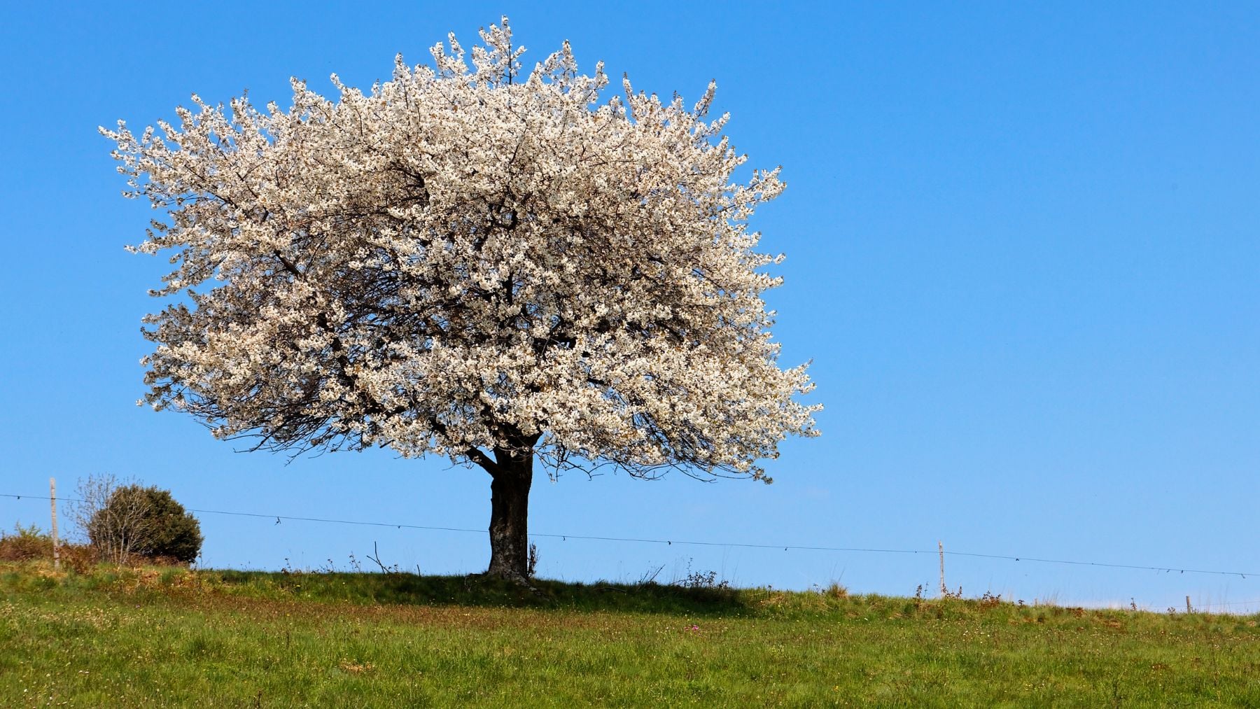 descubre cómo el tamaño de la copa del almendro cambia el riego descubre cómo el tamaño de la copa del almendro cambia el riego