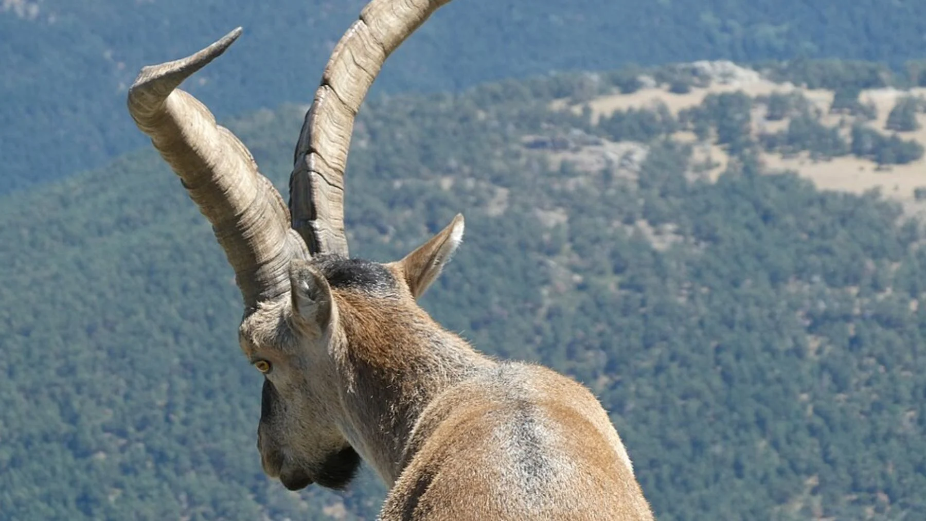 La cabra montés, un problema para la flora de la Sierra de Guadarrama La cabra montés, un problema para la flora de la Sierra de Guadarrama