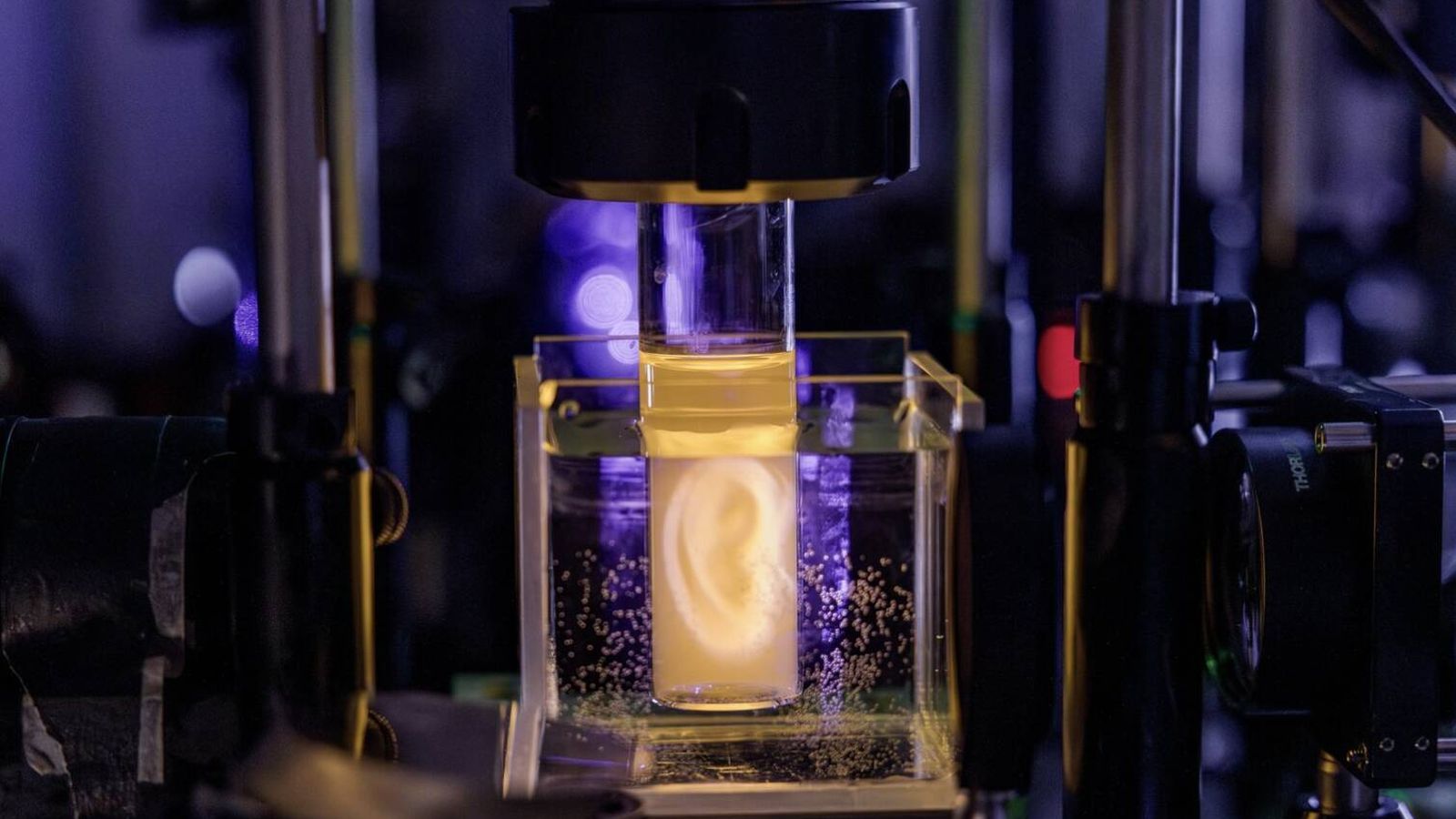 la oreja 3d de suiza: cómo imprimen tejido vivo la oreja 3d de suiza: cómo imprimen tejido vivo