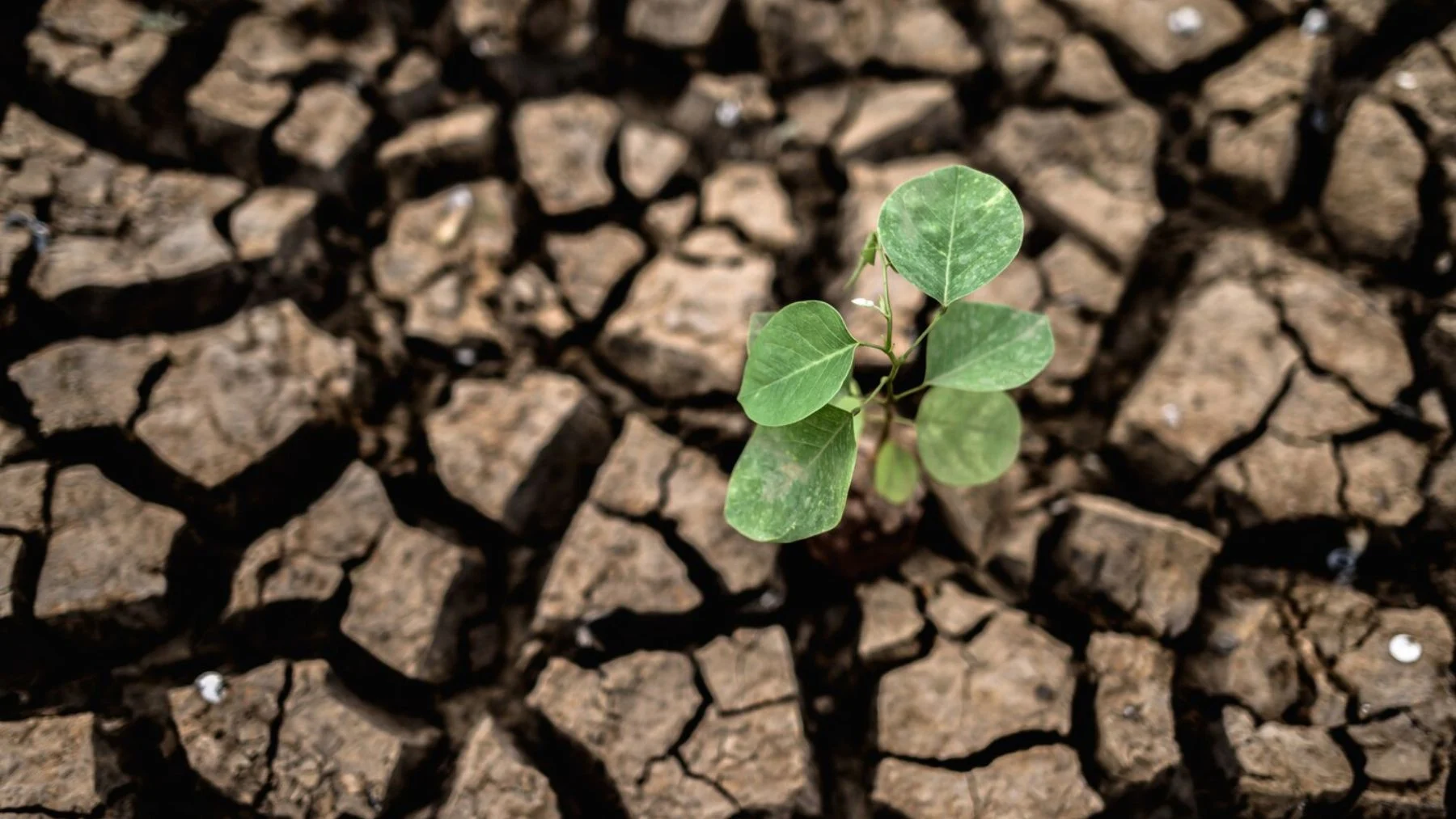 científica chilena crea plantas más resistentes a la sequía con técnica genética científica chilena crea plantas más resistentes a la sequía con técnica genética