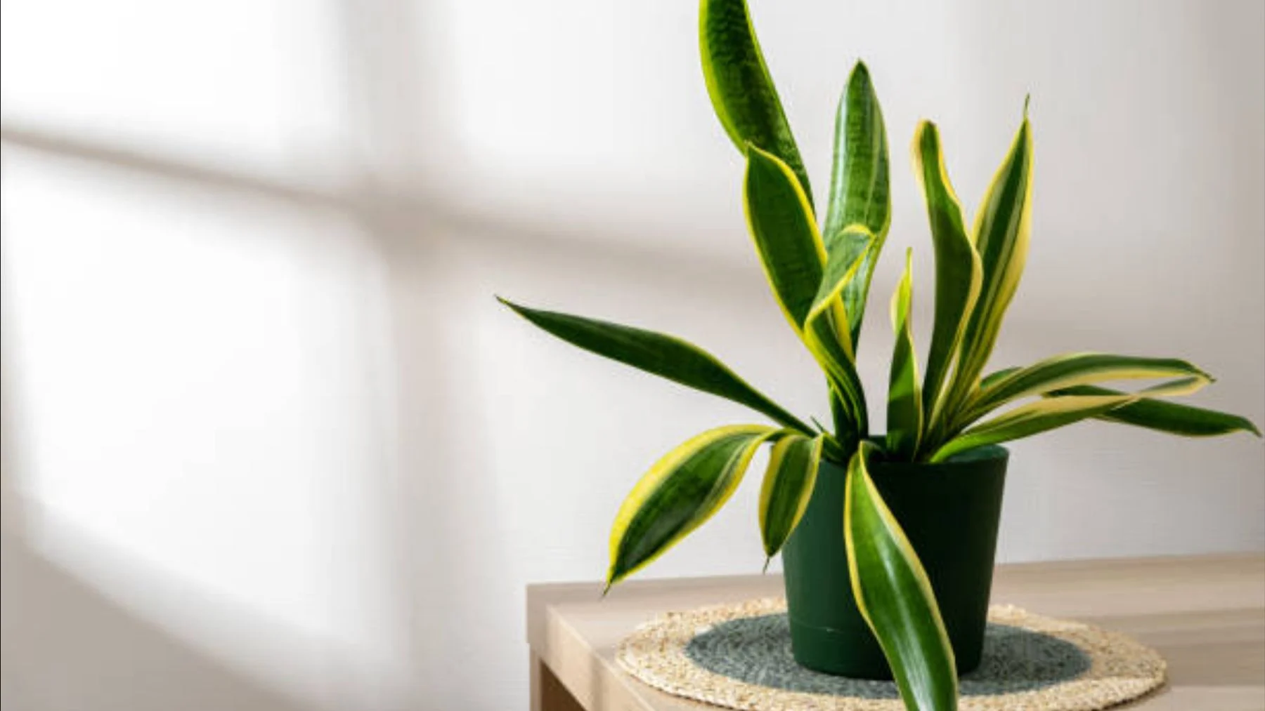 la planta más resistente para adolescentes que no tienen tiempo de cuidarla la planta más resistente para adolescentes que no tienen tiempo de cuidarla