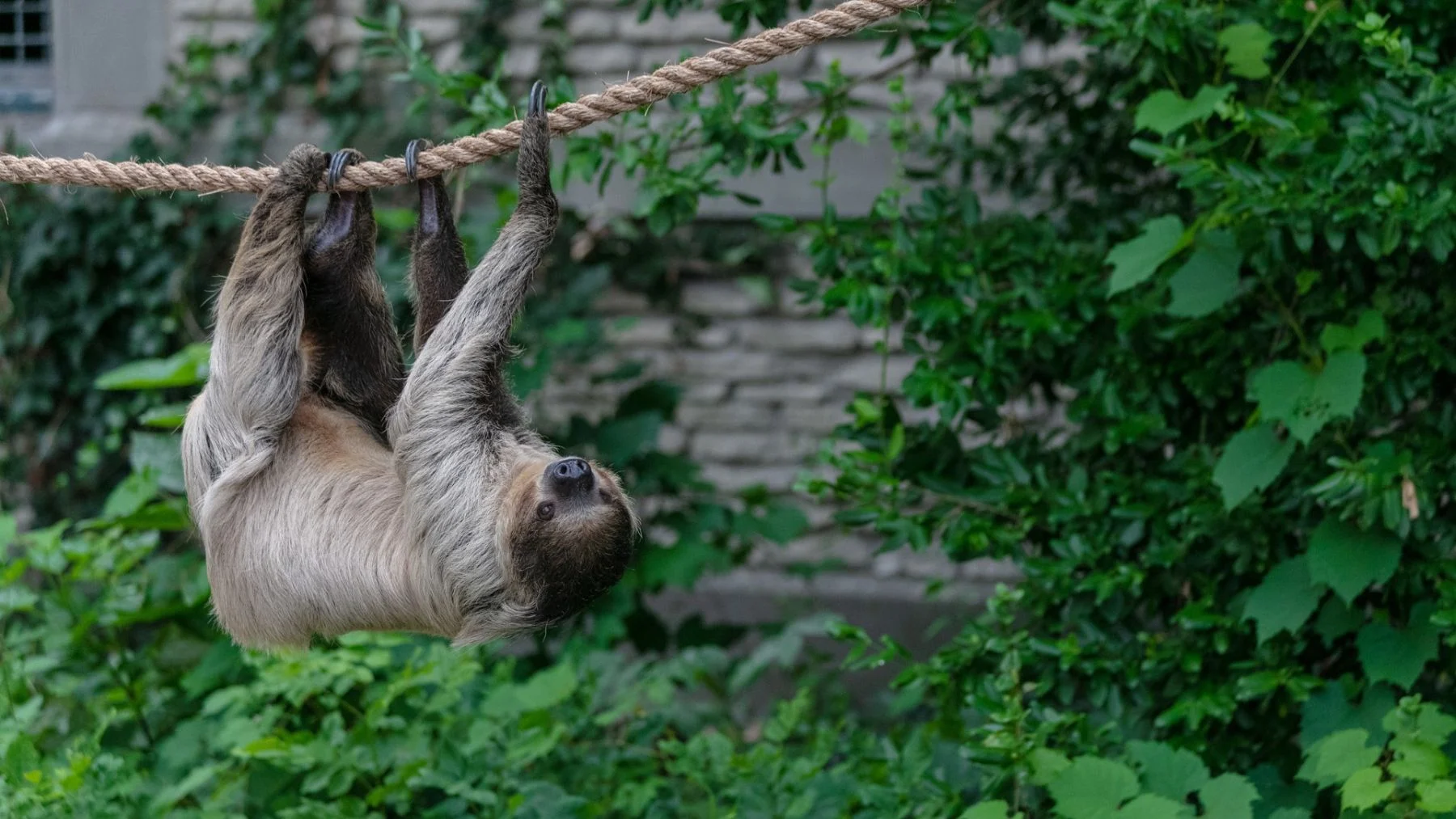 31 perezosos mueren en centro de conservación de EEUU por negligencia y condiciones inadecuadas 31 perezosos mueren en centro de conservación de EEUU por negligencia y condiciones inadecuadas